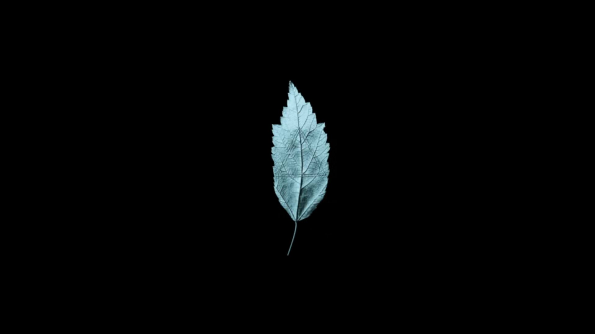 The leaf glyph