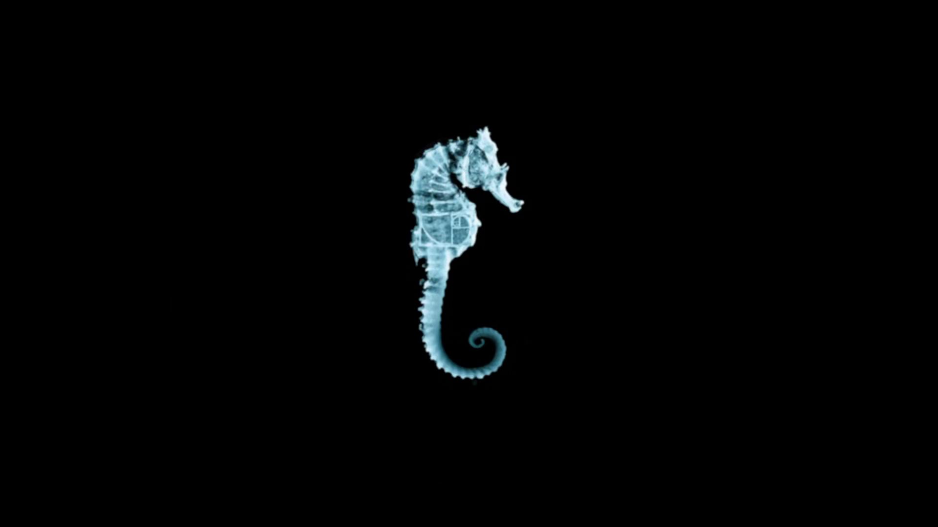 The seahorse glyph