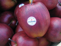 Apple clue